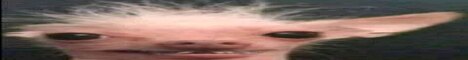 Bean SMP Minecraft Server banner